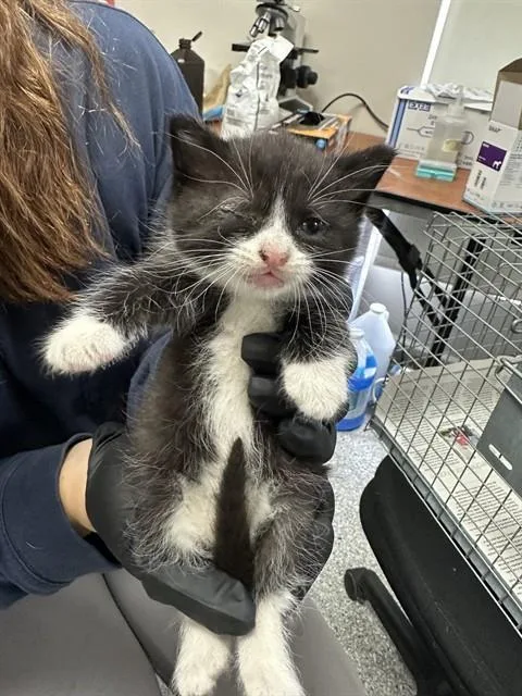 A baby small-sized female Domestic Medium Hair cat named A for adoption in Pasadena, TX