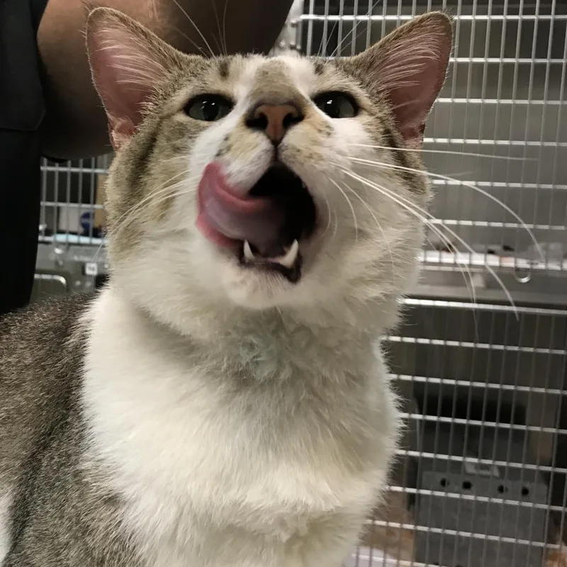 A young large-sized male Gray / Blue / Silver Domestic Short Hair cat named Fiji for adoption in Newark, NJ