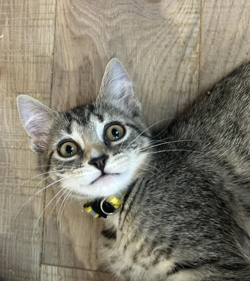 A baby small-sized female Domestic Short Hair cat named Kaleigh for adoption in Havertown, PA