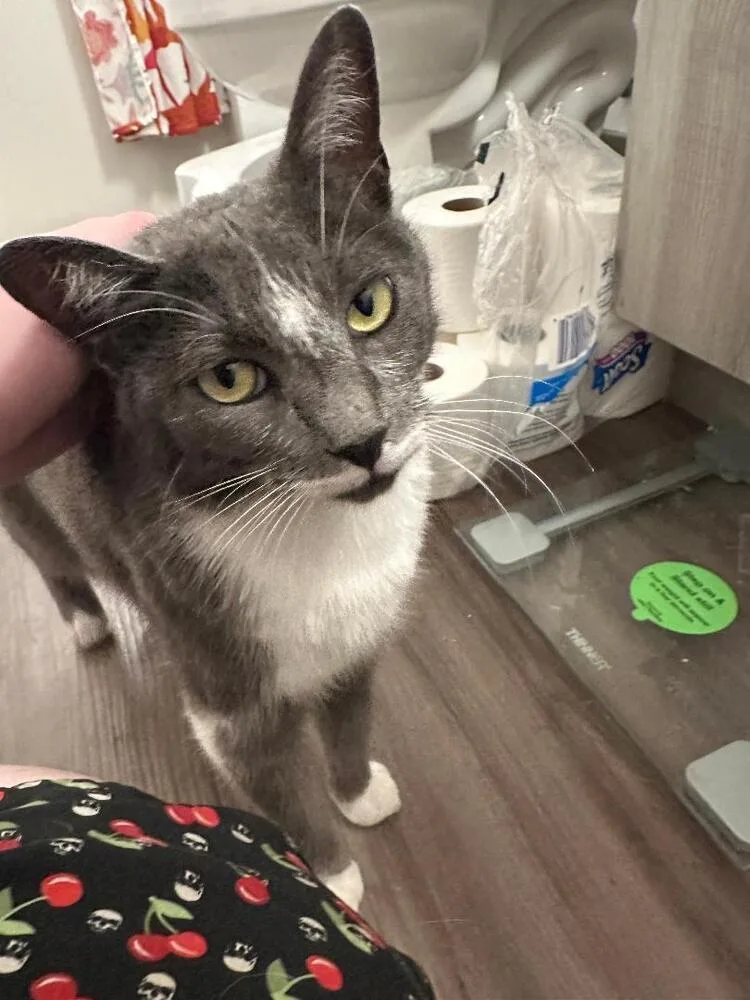 An adult medium-sized female Gray & White Domestic Short Hair cat named Olive Oil for adoption in Oceanside, CA
