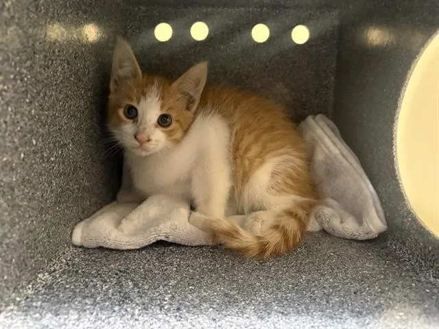 A baby small-sized male Domestic Short Hair cat named Chester for adoption in Tustin, CA