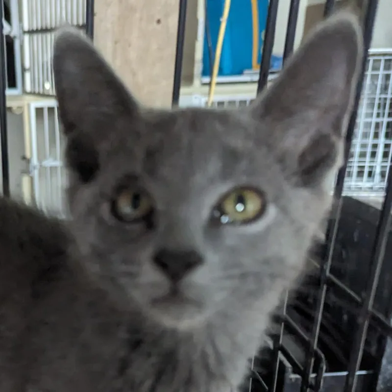 An adult small-sized female Gray / Blue / Silver Russian Blue cat named Garnet for adoption in Carmel, IN