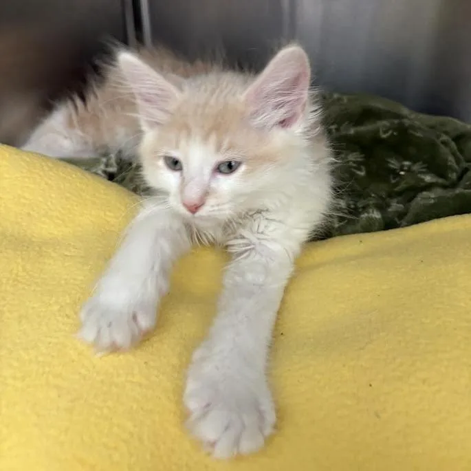 A baby small-sized male Buff / Tan / Fawn Domestic Long Hair cat named Munster for adoption in Pittsburgh, PA
