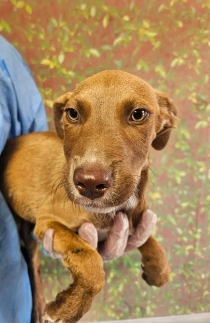 A young small-sized female American Staffordshire Terrier dog named Teagan for adoption in San Antonio, TX
