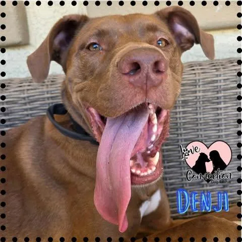 A young medium-sized male Brown / Chocolate Australian Cattle Dog / Blue Heeler dog named Denji for adoption in Gilbert, AZ