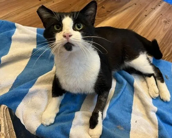 A young small-sized male Domestic Short Hair cat named Mr. Cat for adoption in Bloomington, IN
