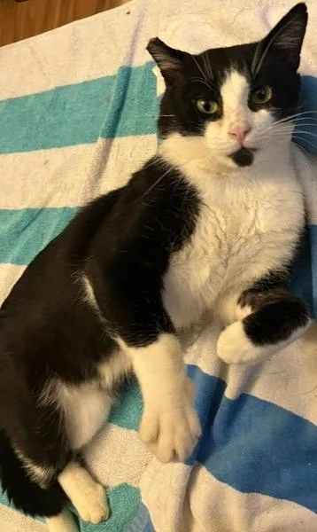 Mr. Cat thumbnail 2