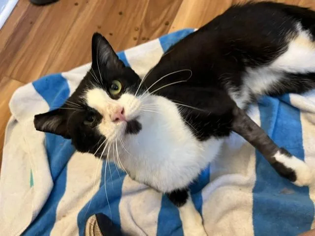 Mr. Cat thumbnail 3