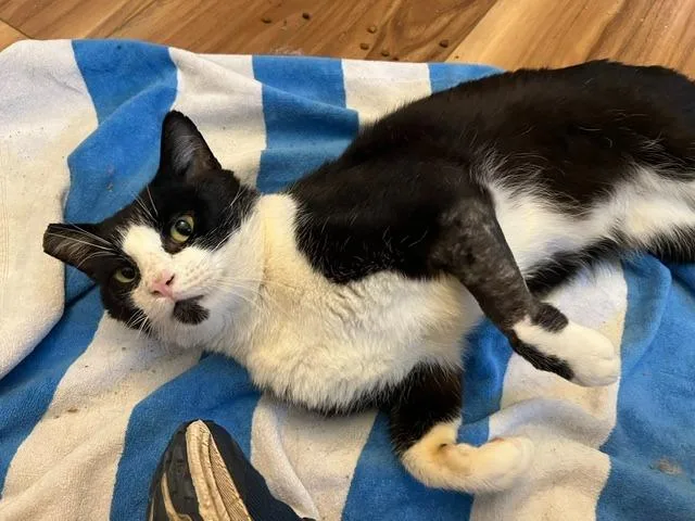 Mr. Cat thumbnail 4