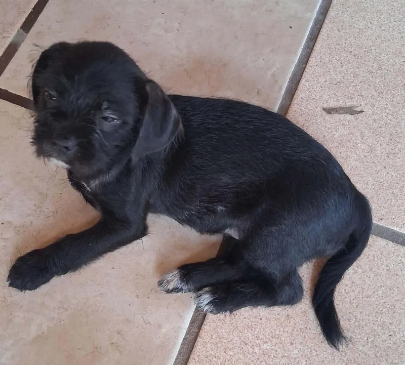 A baby small-sized female Shih Tzu dog named Juniper for adoption in Gainesville, VA