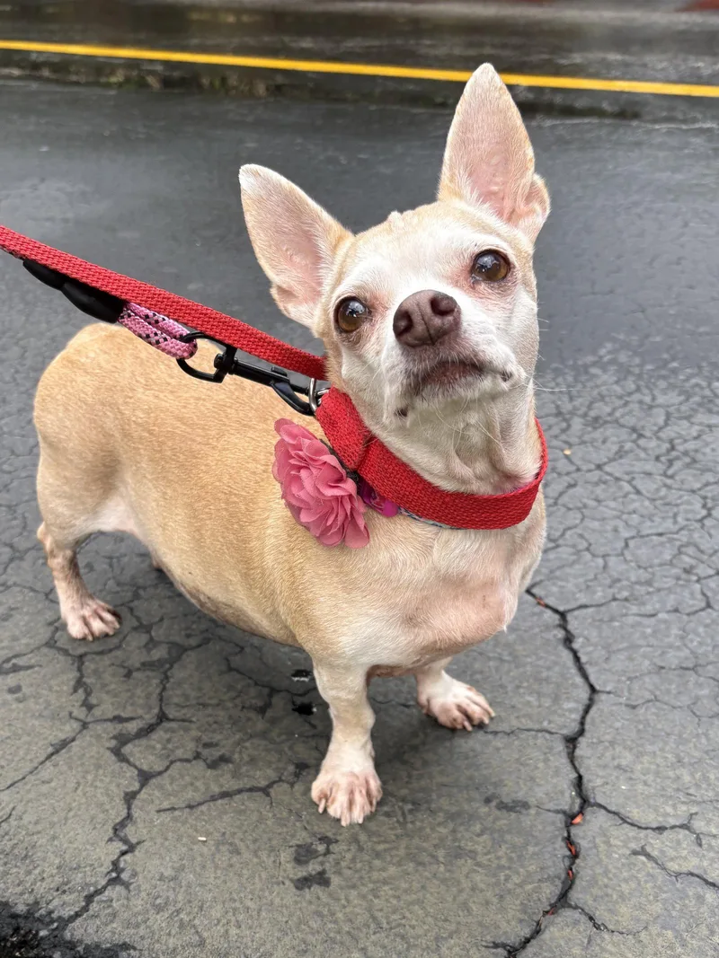 A young small-sized female Chihuahua dog named Bibi for adoption in Margate, FL