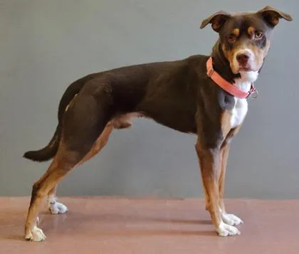 An adult medium-sized male Tricolor (Brown, Black, & White) Terrier dog named Jiraiya for adoption in Rapid City, SD