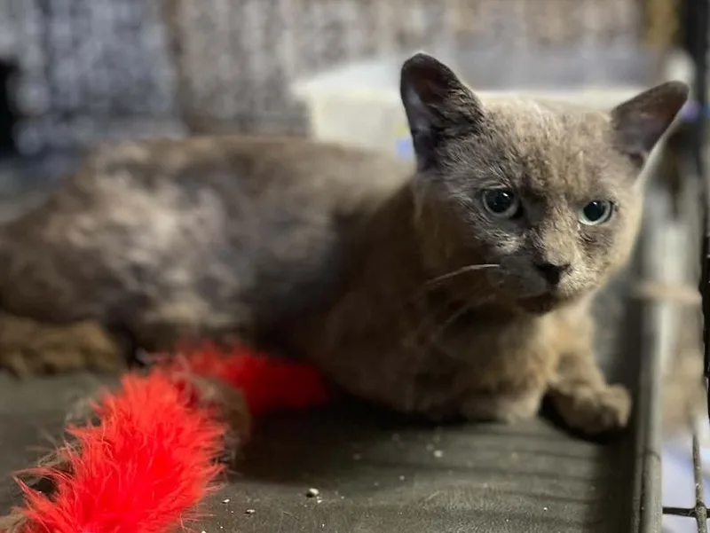 An adult small-sized male Russian Blue cat named Stuart for adoption in Ormond beach, FL