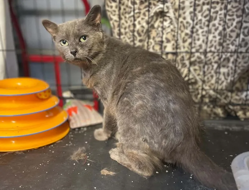 Stuart thumbnail 2