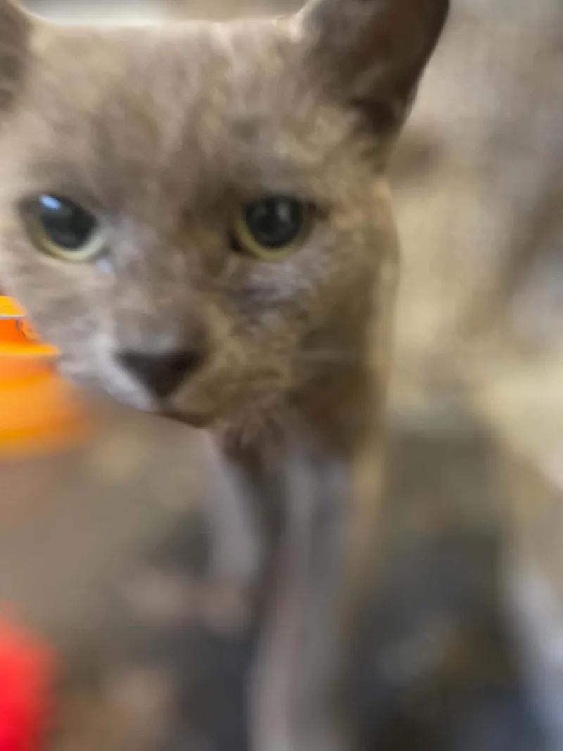Stuart thumbnail 3