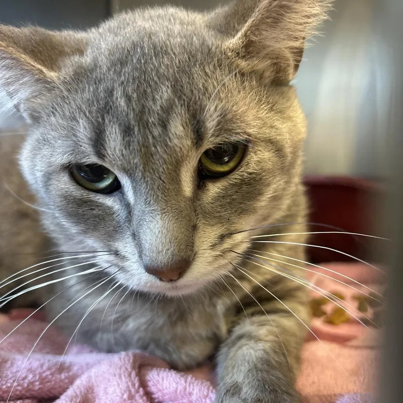 An adult medium-sized male Gray / Blue / Silver Domestic Short Hair cat named Grey for adoption in Bristol, IN
