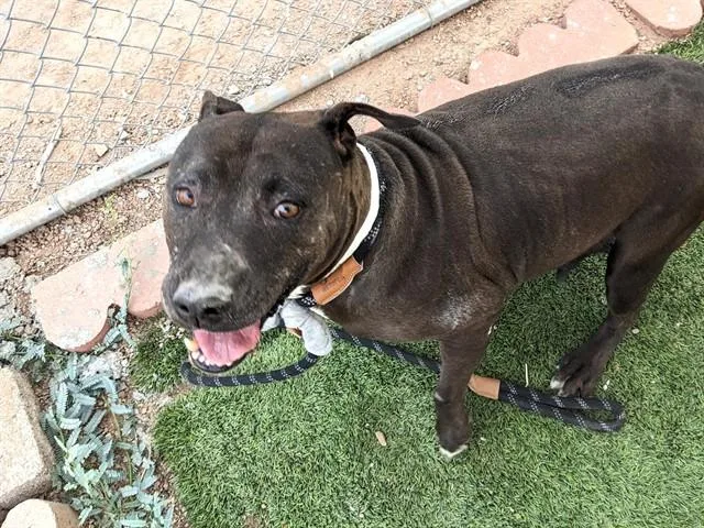 An adult large-sized female Pit Bull Terrier dog named Mistique for adoption in Phoenix, AZ
