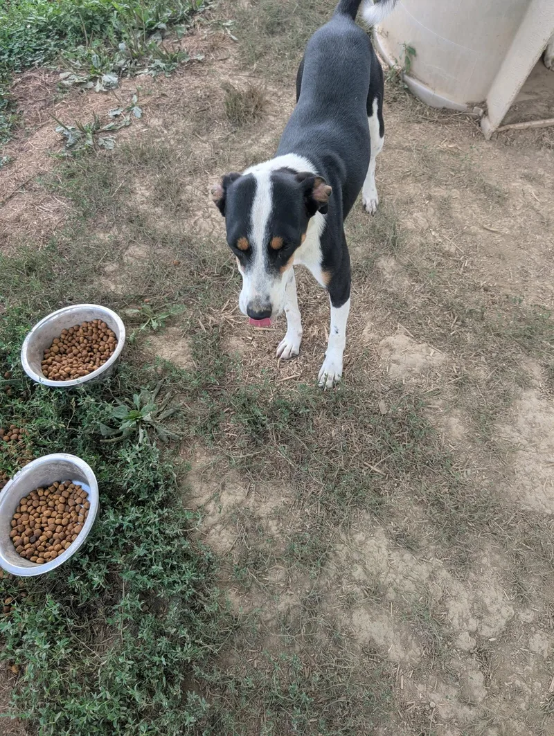 A young medium-sized male Terrier dog named Cyclone for adoption in Rutledge, TN