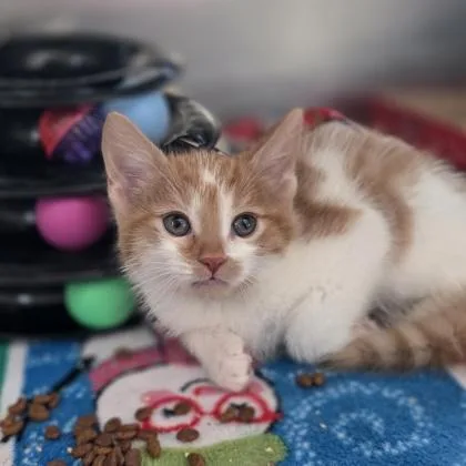 A baby medium-sized male Domestic Short Hair cat named Flake for adoption in Westland, MI