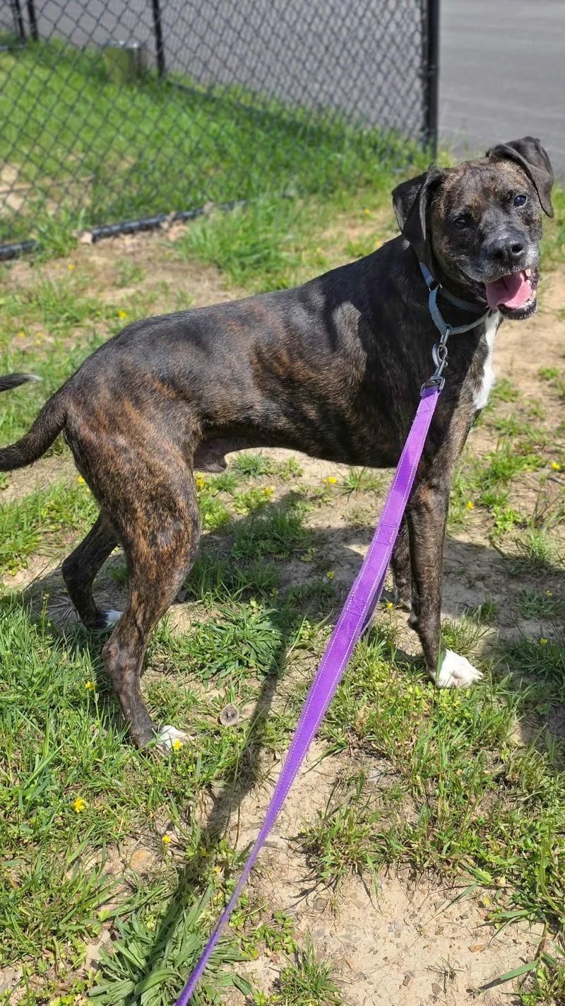 An adult large-sized male Plott Hound dog named Funky for adoption in Shepherdsville, KY