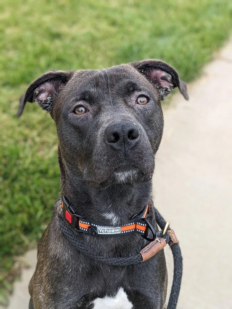 A young medium-sized male Brown / Chocolate Pit Bull Terrier dog named Lj for adoption in Manassas, VA