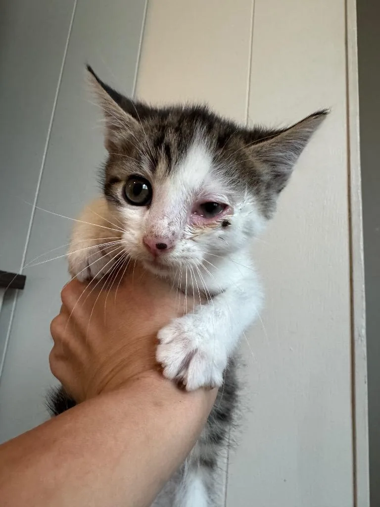 A baby medium-sized male Domestic Short Hair cat named Cactus for adoption in Johnson City, TN