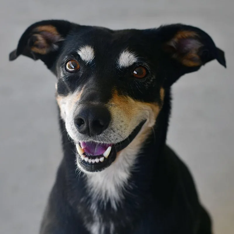 A senior medium-sized male Mixed Breed dog named Koda for adoption in Ottawa, KS
