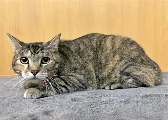A young medium-sized female Domestic Medium Hair cat named Selene for adoption in Saint Louis, MO