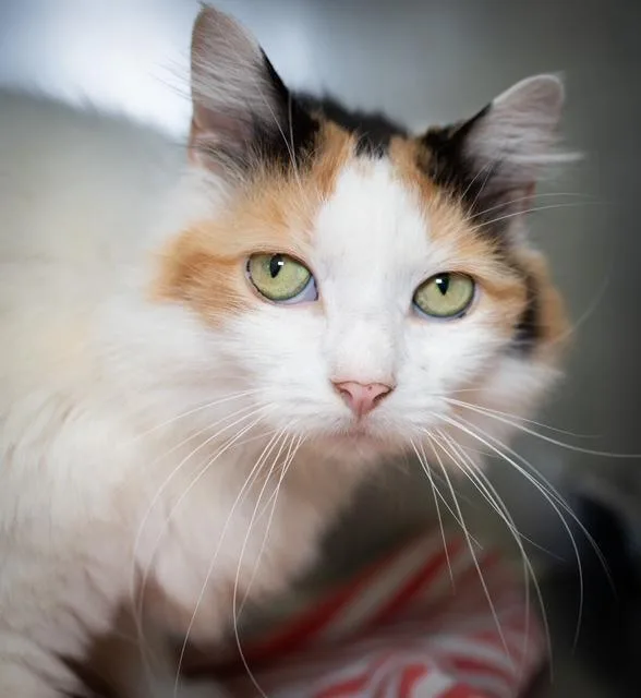 An adult small-sized female Domestic Medium Hair cat named Gossip Girl for adoption in Boston, MA