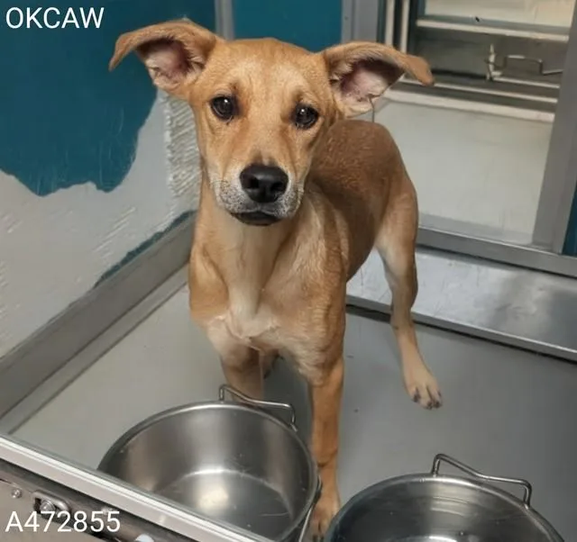A young medium-sized female Carolina Dog dog named A for adoption in Oklahoma City, OK