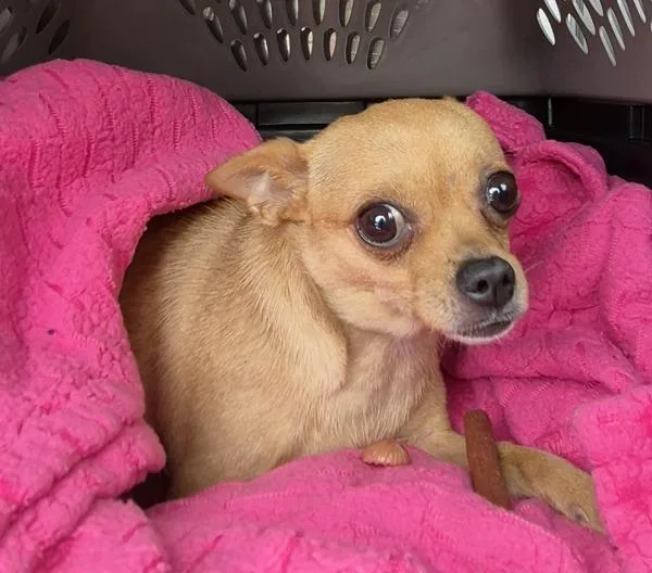 An adult small-sized female Chihuahua dog named Pen c for adoption in Lawrenceville, GA