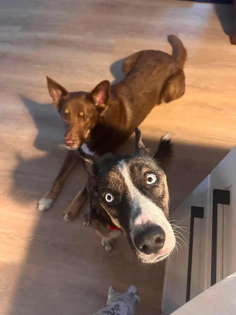 An adult large-sized female Husky dog named Nova for adoption in Osteen, FL