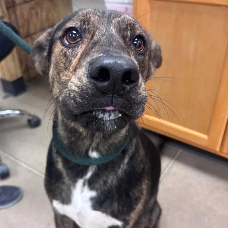 A young medium-sized male Mixed Breed dog named YORKStray for adoption in York, PA