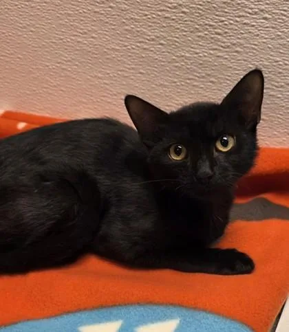 A young small-sized male Domestic Short Hair cat named Batman for adoption in Phoenix, AZ