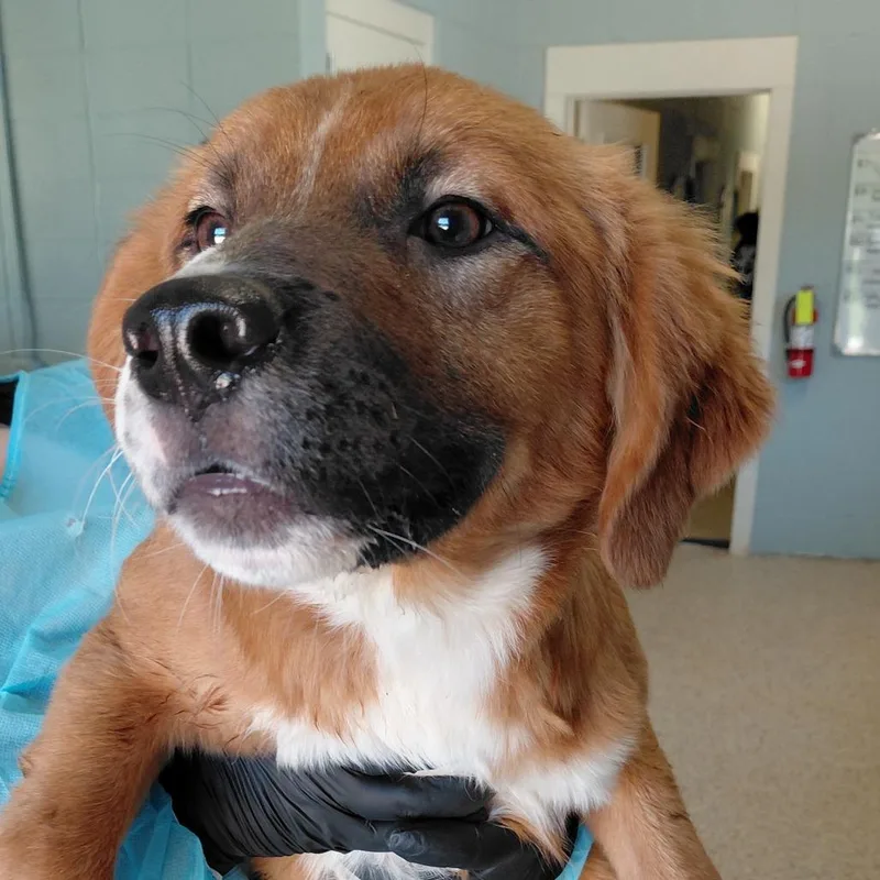 A young medium-sized male Brown / Chocolate Mixed Breed dog named Jabarkus for adoption in LOXAHATCHEE, FL