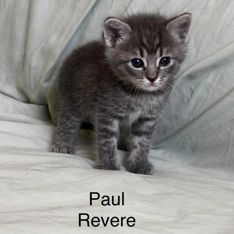 A baby small-sized male Domestic Medium Hair cat named Paul Revere for adoption in Cumming, GA