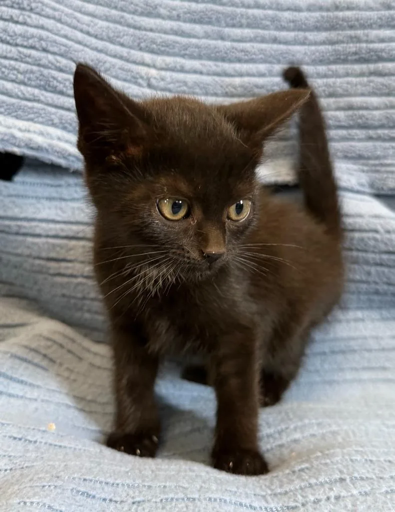 A young small-sized female Domestic Short Hair cat named Midnight for adoption in Lagrange, IN