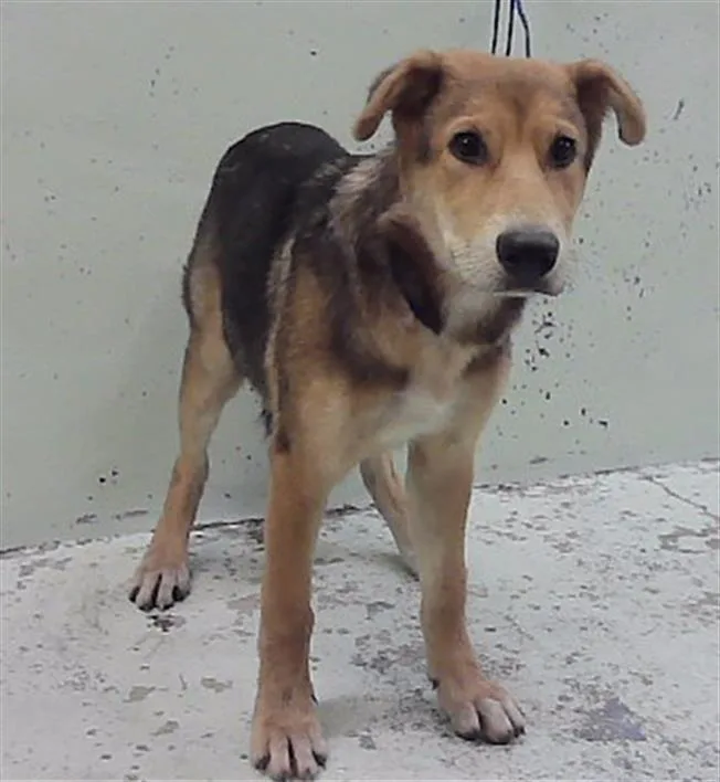 A baby medium-sized female German Shepherd Dog dog named A for adoption in Houston, TX