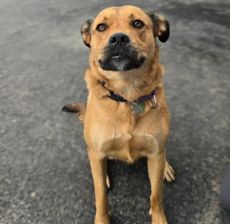 A young large-sized female Black Mouth Cur dog named Whiskey for adoption in North Syracuse, NY
