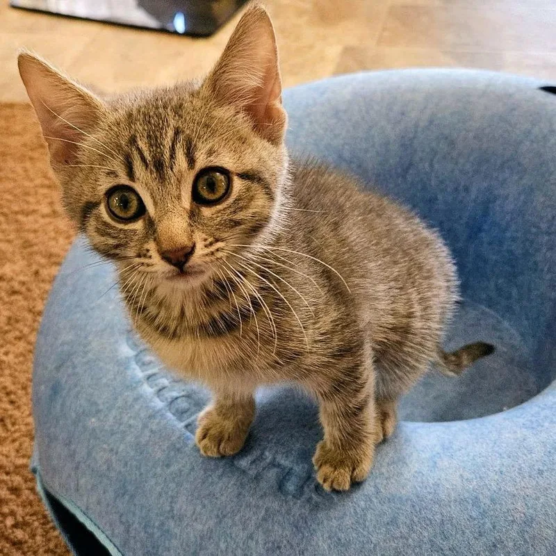 A baby small-sized female Gray / Blue / Silver Domestic Short Hair cat named Slinky for adoption in Hemet, CA