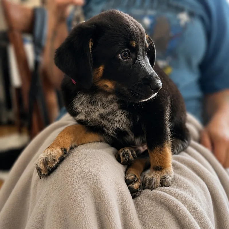 A baby medium-sized male Australian Shepherd dog named Scott for adoption in Hillsborough, NJ