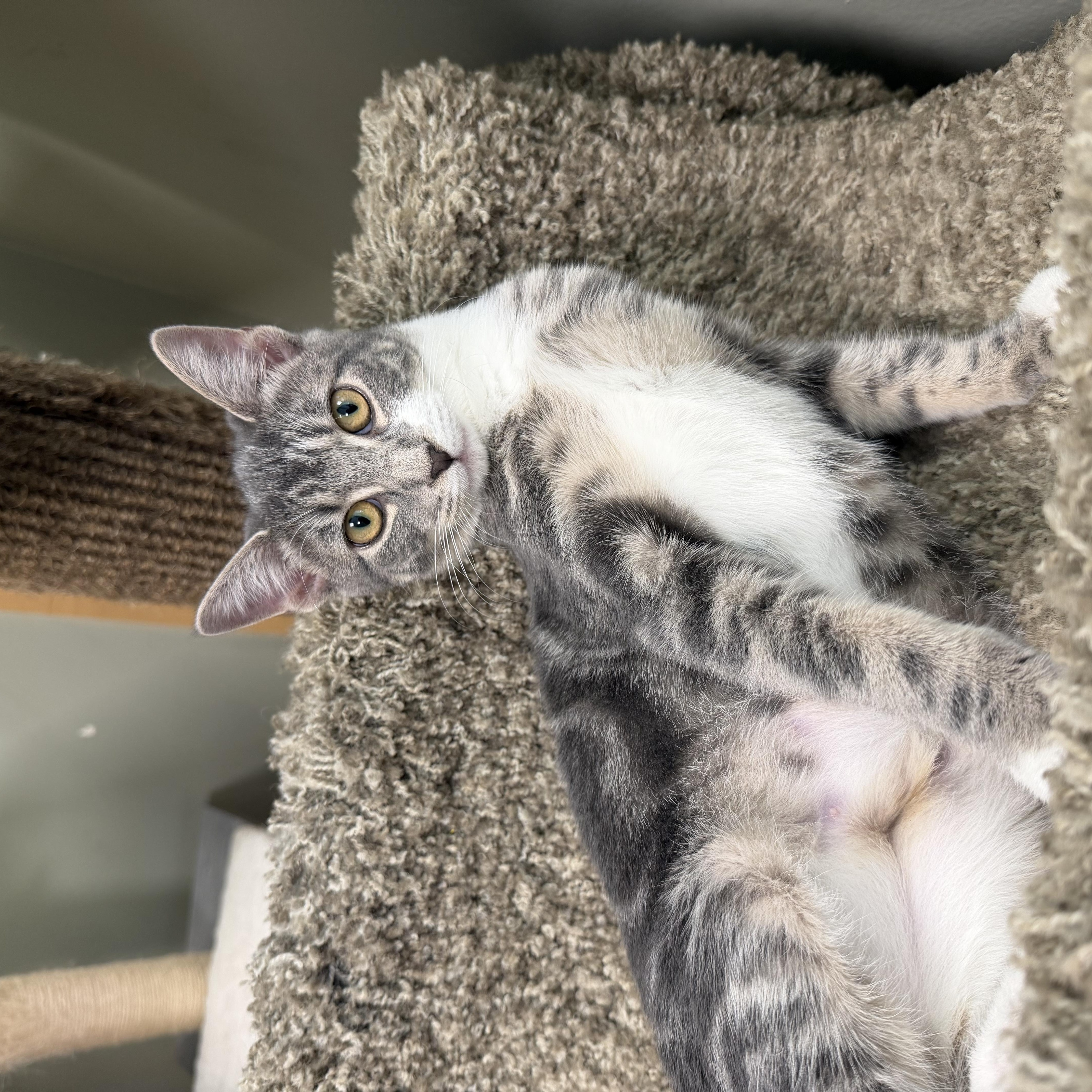 A baby medium-sized female Gray / Blue / Silver Domestic Short Hair cat named Labubus for adoption in Norwalk, CT