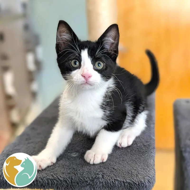 A baby small-sized male Black Domestic Short Hair cat named Batman for adoption in Toledo, OH