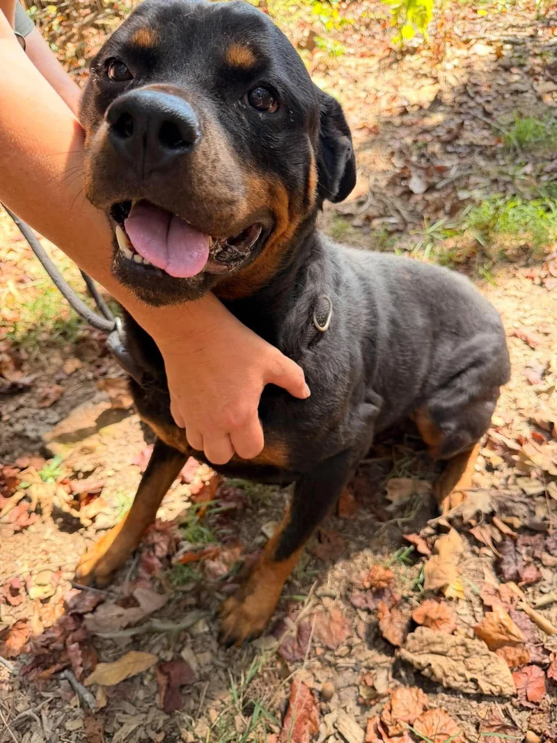 A senior large-sized female Rottweiler dog named Bella Ruth for adoption in Hillsboro, NH