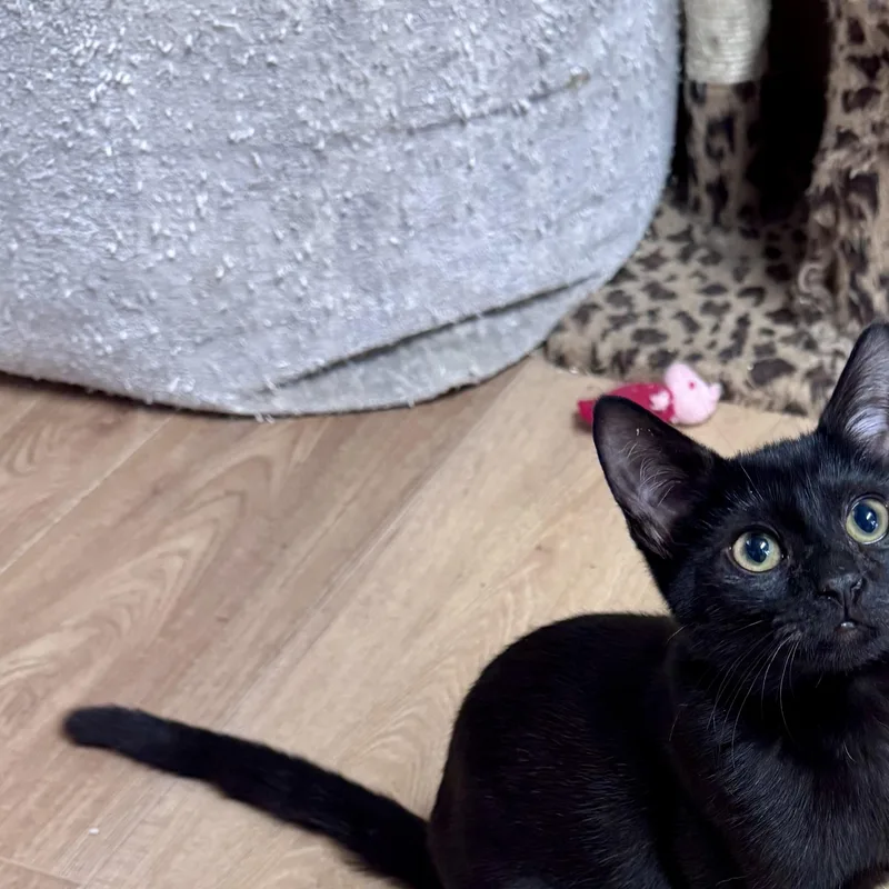 A young small-sized female Black Domestic Short Hair cat named Nimue for adoption in Saint Augustine, FL