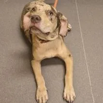A baby medium-sized male White / Cream Catahoula Leopard Dog dog named Kingston for adoption in Norman, OK