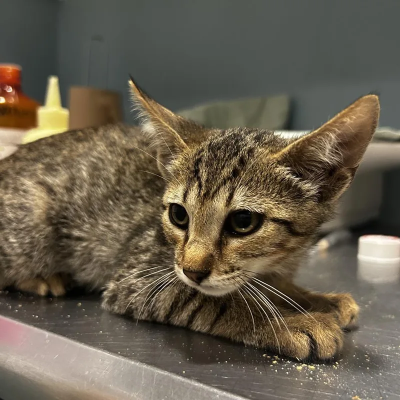 A baby small-sized female Black Domestic Short Hair cat named Zelda for adoption in Chattanooga, TN