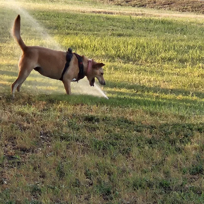 Maggie In Granbury