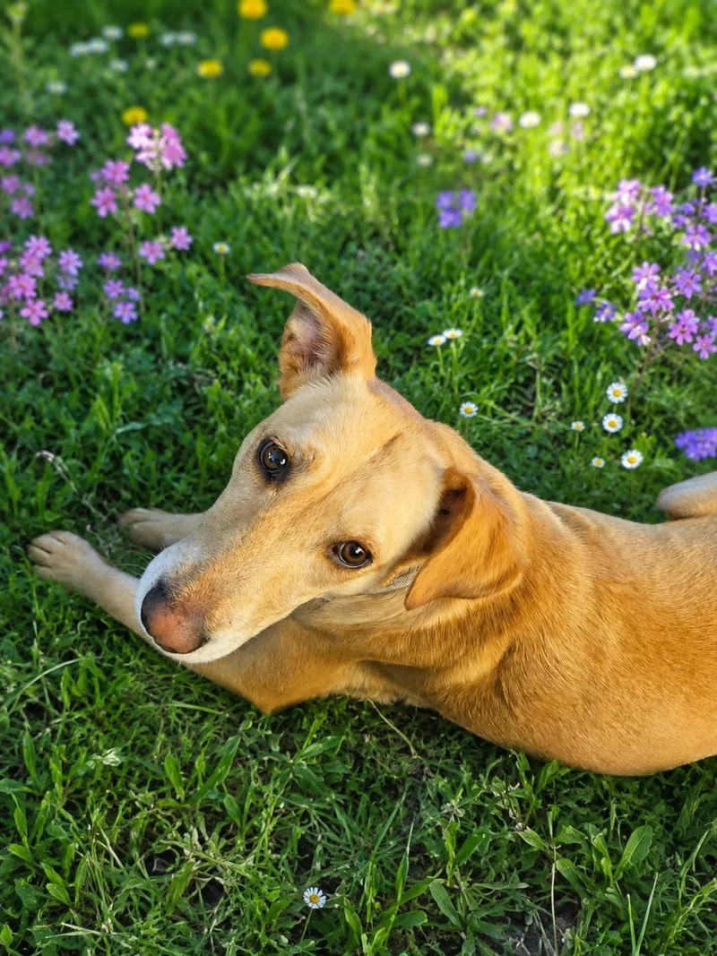 Maggie  In Granbury thumbnail 3