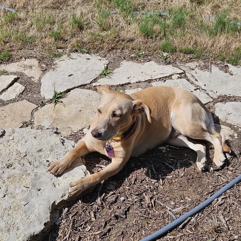 Maggie  In Granbury thumbnail 4